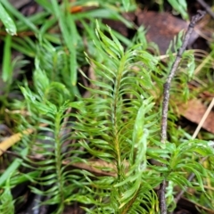 Lomandra obliqua (Twisted Matrush) at Blue Mountains National Park - 23 Apr 2022 by trevorpreston