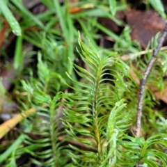 Lomandra obliqua at Blue Mountains National Park, NSW - 23 Apr 2022