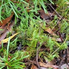 Lomandra obliqua at Blue Mountains National Park, NSW - 23 Apr 2022