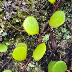 Pyrrosia rupestris (Rock Felt Fern) at Blue Mountains National Park - 23 Apr 2022 by trevorpreston