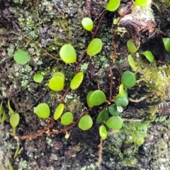 Pyrrosia rupestris at Blue Mountains National Park, NSW - 23 Apr 2022 10:20 AM