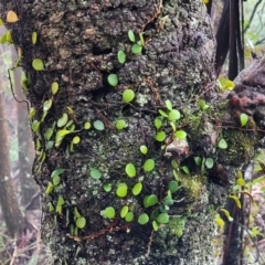 Pyrrosia rupestris at Blue Mountains National Park, NSW - 23 Apr 2022 10:20 AM