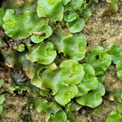 Unverified Moss, Liverwort or Hornwort at Katoomba, NSW - 23 Apr 2022 by trevorpreston