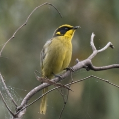 Lichenostomus melanops (Yellow-tufted Honeyeater) at Gigerline Nature Reserve - 22 Apr 2022 by patrickcox