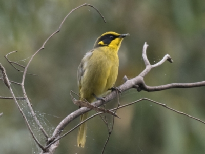 Lichenostomus melanops (Yellow-tufted Honeyeater) at Tennent, ACT - 23 Apr 2022 by patrickcox