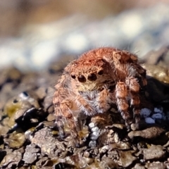 Euophryinae sp. (Rockhopper) undescribed (Euophryinae sp. (Rockhopper) undescribed) at Coree, ACT - 21 Apr 2022 by Kurt