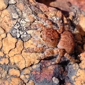 Euophryinae sp. (Rockhopper) undescribed at Coree, ACT - 21 Apr 2022 12:50 PM