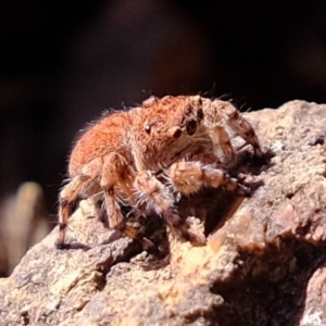 Euophryinae sp. (Rockhopper) undescribed at Coree, ACT - 21 Apr 2022 12:50 PM