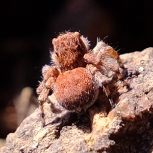 Euophryinae sp. (Rockhopper) undescribed at Coree, ACT - 21 Apr 2022 12:50 PM