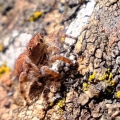 Euophryinae sp. (Rockhopper) undescribed at Coree, ACT - 21 Apr 2022 12:50 PM