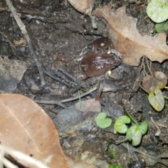 Pseudophryne bibronii (Brown Toadlet) at Bournda Environment Education Centre - 20 Apr 2022 by danswell