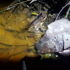 Litoria verreauxii (Verreaux's Frog) at Bournda, NSW - 20 Apr 2022 by danswell