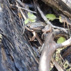 Limnodynastes dumerilii (Eastern Banjo Frog) at Bournda National Park - 21 Apr 2022 by danswell