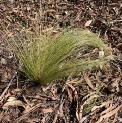 Nassella trichotoma (Serrated Tussock) at Higgins Woodland - 23 Apr 2022 by MattM