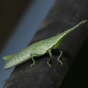 Atractomorpha sp. at Wellington Point, QLD - suppressed