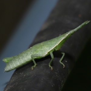 Unidentified Grasshopper (several families) (TBC) at suppressed by TimL
