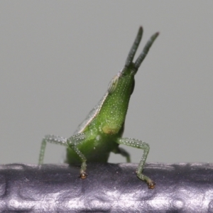 Atractomorpha sp. at Wellington Point, QLD - suppressed