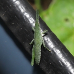 Atractomorpha sp. at Wellington Point, QLD - suppressed