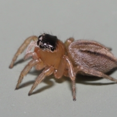 Maratus scutulatus (A jumping spider) at Wellington Point, QLD - 4 Apr 2022 by TimL