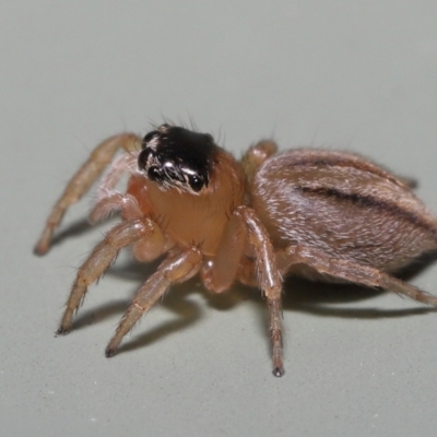 Unidentified Jumping or peacock spider (Salticidae) at Wellington Point, QLD - 4 Apr 2022 by TimL