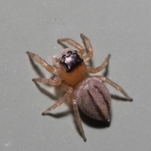 Maratus scutulatus at Wellington Point, QLD - suppressed