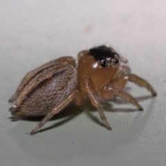 Maratus scutulatus at Wellington Point, QLD - suppressed