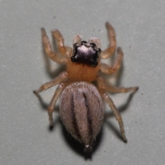 Maratus scutulatus at Wellington Point, QLD - suppressed