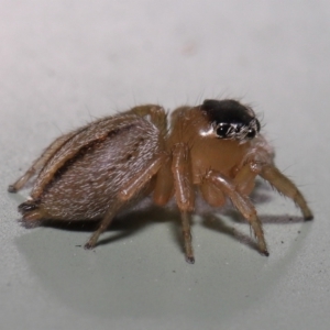 Maratus scutulatus at Wellington Point, QLD - suppressed