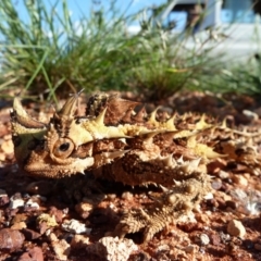 Moloch horridus (Thorny Devil) at Angas Downs IPA - 3 Oct 2010 by jks