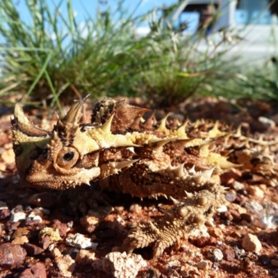 Moloch horridus (Thorny Devil) at Petermann, NT - 3 Oct 2010 by jks