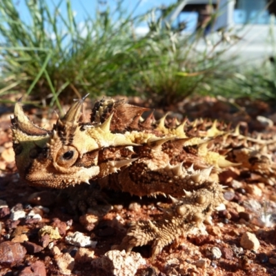 Moloch horridus (Thorny Devil) at Angas Downs IPA - 3 Oct 2010 by jksmits