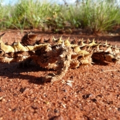 Moloch horridus at Petermann, NT - 3 Oct 2010 05:00 PM