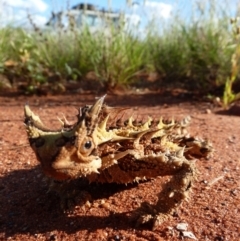 Moloch horridus at Petermann, NT - 3 Oct 2010 05:00 PM