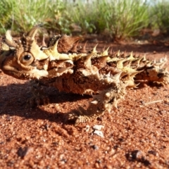 Moloch horridus at Petermann, NT - 3 Oct 2010