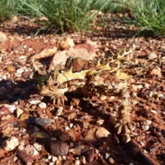 Moloch horridus at Petermann, NT - 3 Oct 2010 05:00 PM