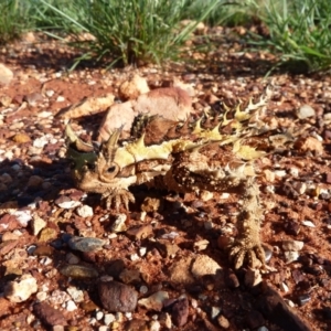 Moloch horridus at Petermann, NT - 3 Oct 2010 05:00 PM