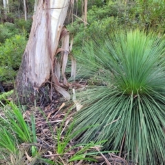 Xanthorrhoea sp. (Grass Tree) at Katoomba, NSW - 23 Apr 2022 by trevorpreston
