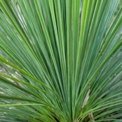 Xanthorrhoea sp. at Katoomba, NSW - suppressed