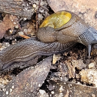 Helicarion cuvieri (A Semi-slug) at Katoomba, NSW - 23 Apr 2022 by trevorpreston