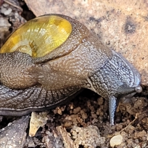 Helicarion cuvieri at Katoomba, NSW - 23 Apr 2022 03:11 PM