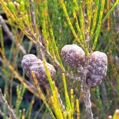 Allocasuarina distyla (Shrubby Sheoak) at Katoomba, NSW - 23 Apr 2022 by trevorpreston