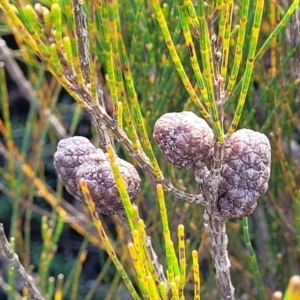 Allocasuarina distyla at Katoomba, NSW - 23 Apr 2022