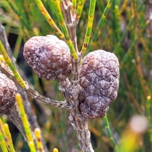 Allocasuarina distyla at Katoomba, NSW - 23 Apr 2022