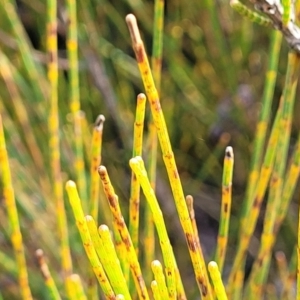 Allocasuarina distyla at Katoomba, NSW - 23 Apr 2022 03:15 PM