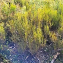 Allocasuarina distyla at Katoomba, NSW - 23 Apr 2022 03:15 PM