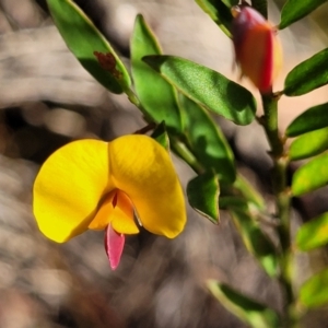 Bossiaea heterophylla at Katoomba, NSW - 23 Apr 2022