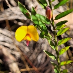 Bossiaea heterophylla at Katoomba, NSW - 23 Apr 2022