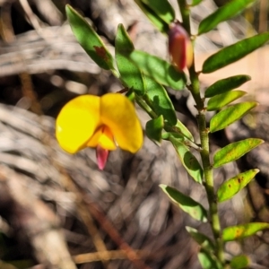Bossiaea heterophylla at Katoomba, NSW - 23 Apr 2022 03:16 PM