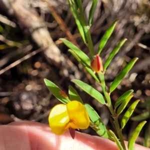Bossiaea heterophylla at Katoomba, NSW - 23 Apr 2022