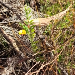 Bossiaea heterophylla at Katoomba, NSW - 23 Apr 2022